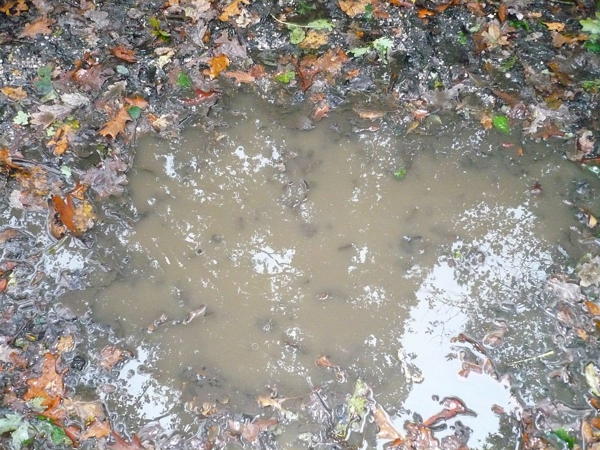 Wasser und Schlamm. Park Leidse Hout, Leiden 25-10-2014.

Water en modder. Park Leidse Hout, Leiden 25-10-2014.