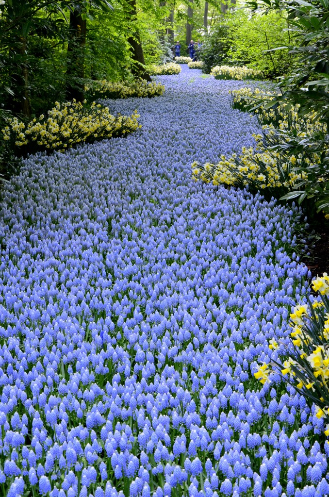 Wie ein Bach scheint sich die blaue Blumenpracht durch den Wald zu schlängeln.
(Keukenhof, 23.04.2014)