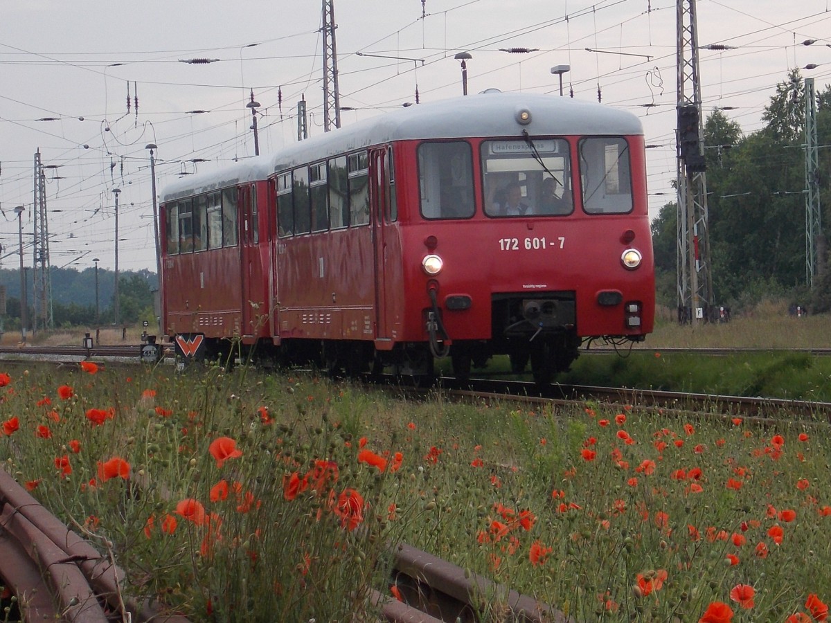 Wieder knatterte das Neustrelitzer Ferkeltaxe 772 001/601 zwischen Bergen/Rügen und Lauterbach Mole.Am 12.Juli 2015 knatterte der LVT in den Bahnhof Bergen/Rügen.