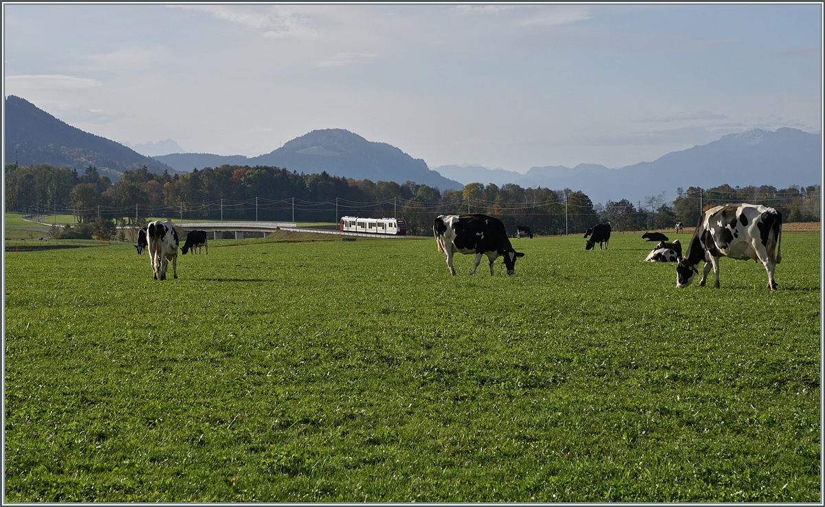 Zwischen vielen regionaltypischn schwarz/weissen Kühen fährt ein TPF Regionalzug durch Land. 

 22. Okt. 2020 