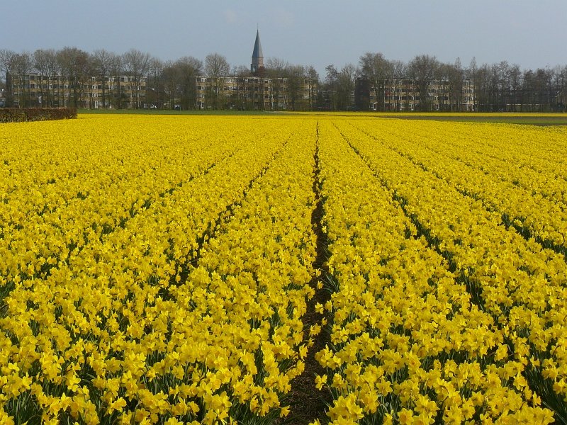 Blumenfelder bei Sassenheim 05-04-2009.