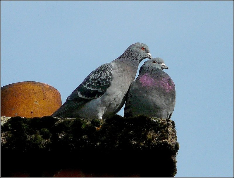 Fr�hlingsgef�hle bei in den Tauben am 25.02.09 in Wilwerwiltz. (Jeanny)