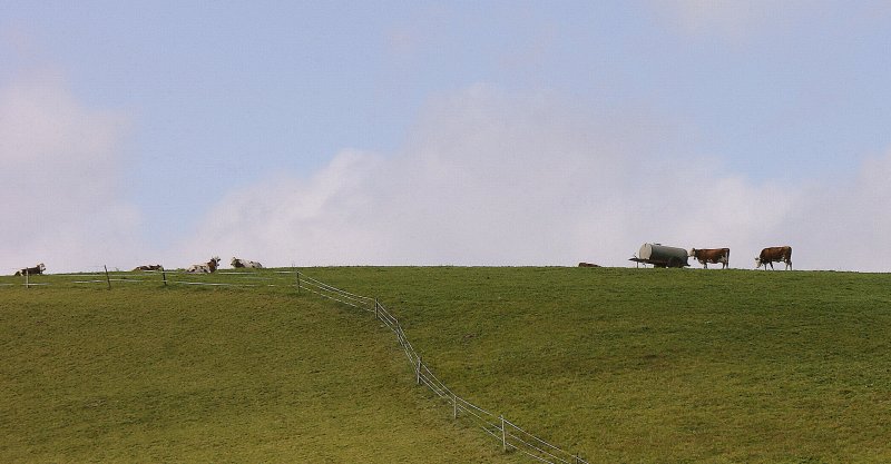 K�he am Horizont.
(Oktober 2009)