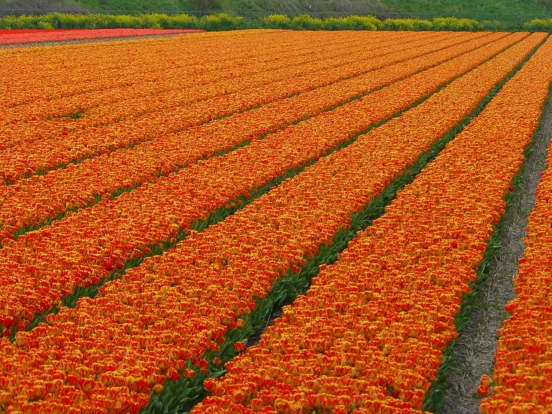 Rot und Gelb macht Orangen. Blumenfelder bei Leiden 27-04-2008.