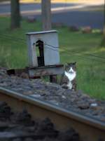 Die Signalkatze in Moritzburg.06.06.2014  19:35 Uhr.