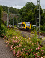 Mal ein etwas anderes Bahnbild mit Buschrosen vor dem Motiv.