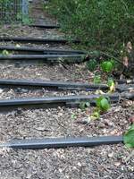 Die Natur erobert sich ihren Bestand im Naturpark Südgelände Berlin, ehemals Verschiebebahnhof Tempelhof zurück.