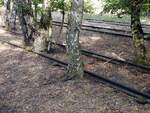 Die Natur erobert sich ihren Bestand im Naturpark Südgelände Berlin, ehemals Verschiebebahnhof Tempelhof zurück.