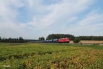 232 428 zieht bei Marktleuthen den 62525 Getreidezug aus Leuna nach Regensburg Ost.