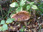 Pilz in Naturpark  De Pan van Persijn , Katwijk, Niederlande 30-10-2016.