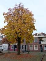 Zuid Rundersteeg, Leiden 25-10-2015.