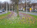 Frhlings-Krokusse Lammmenschansweg, Leiden 07-03-2017.

Krokussen middenberm Lammmenschansweg, Leiden 07-03-2017.