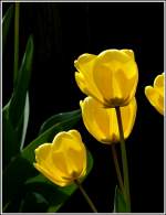 Gelbe Sch�nheiten.