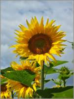 Wenn sie bl�ht ist die Mitte des Sommers erreicht:Die Sonnenblume.