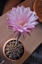 Bl�hender Cactus. (Handyfoto Jeanny) 14.08.2025