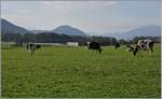 Zwischen vielen regionaltypischn schwarz/weissen Kühen fährt ein TPF Regionalzug durch Land.