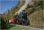 Die BFD HG 3/4 N° 3 der Blonay-Chamby Bahn ist kurz nach Chamby auf dem Weg nach Chaulin und fährt durch einen Waldabschnitt, der sich langsam aber sicher herbstlich verfärbt. 20. Oktober 2024