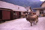 Auf der einstigen RhB-Strecke Bellinzona-Mesocco, 14.September 1970: Verladen von Vieh in Mesocco.