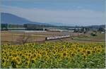 Kurz vor Ependes ist eine vierteiliger SBB RABe 511 als R1 24120 auf dem Weg von Cully nach Grandson. Neben den Sonnenblumenfeld im Vordergrund zeigt das Bild im Hintergrund auch einen Blick auf den Landbahnhof Ependes. 

12. Juli 2025
