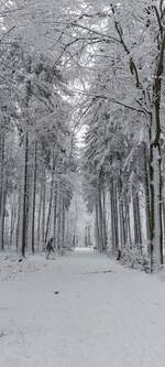 Wei�e Pracht auf dem Erinnerungsrundweg an die Ardennenoffensive von 1944/45.