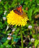 Ein Kleiner Fuchs (Aglais urticae) sitzt auf einer L�wenzahnbl�te und saugt den Nektar, bei Betzdorf am 03.07.2012.