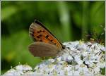 Kleine Feuerfalter (Lycaena phlaeas) mit eingerolltem R�ssel.