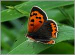 - Papillon Modenschau - Die Schuhe des kleinen Feuerfalters (Lycaena phlaeas) wurden passend zu den F�hlern ausgesucht.