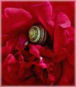 Gary, der Weltenbummler.