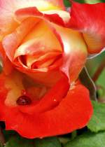 Ein Marienk�fer auf dem Weg zum Rosenbad.